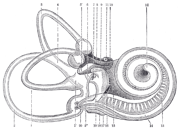 An illustration of the human cochlea.