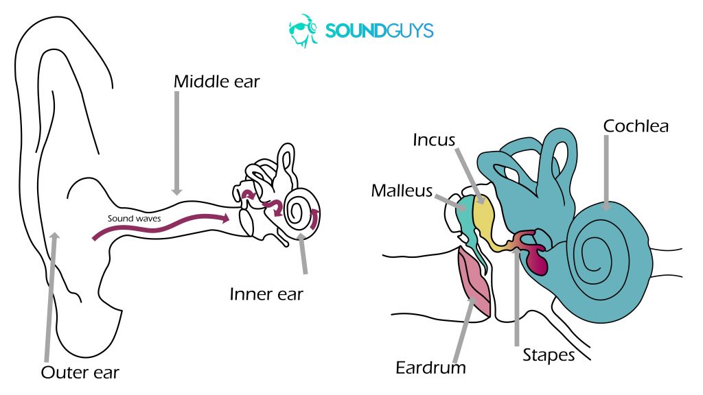 A digital drawing of how noise-induced hearing loss impacts the ears. The one on the left shows how sound travels into the ear and the right is a close-up fo the middle and inner ears.