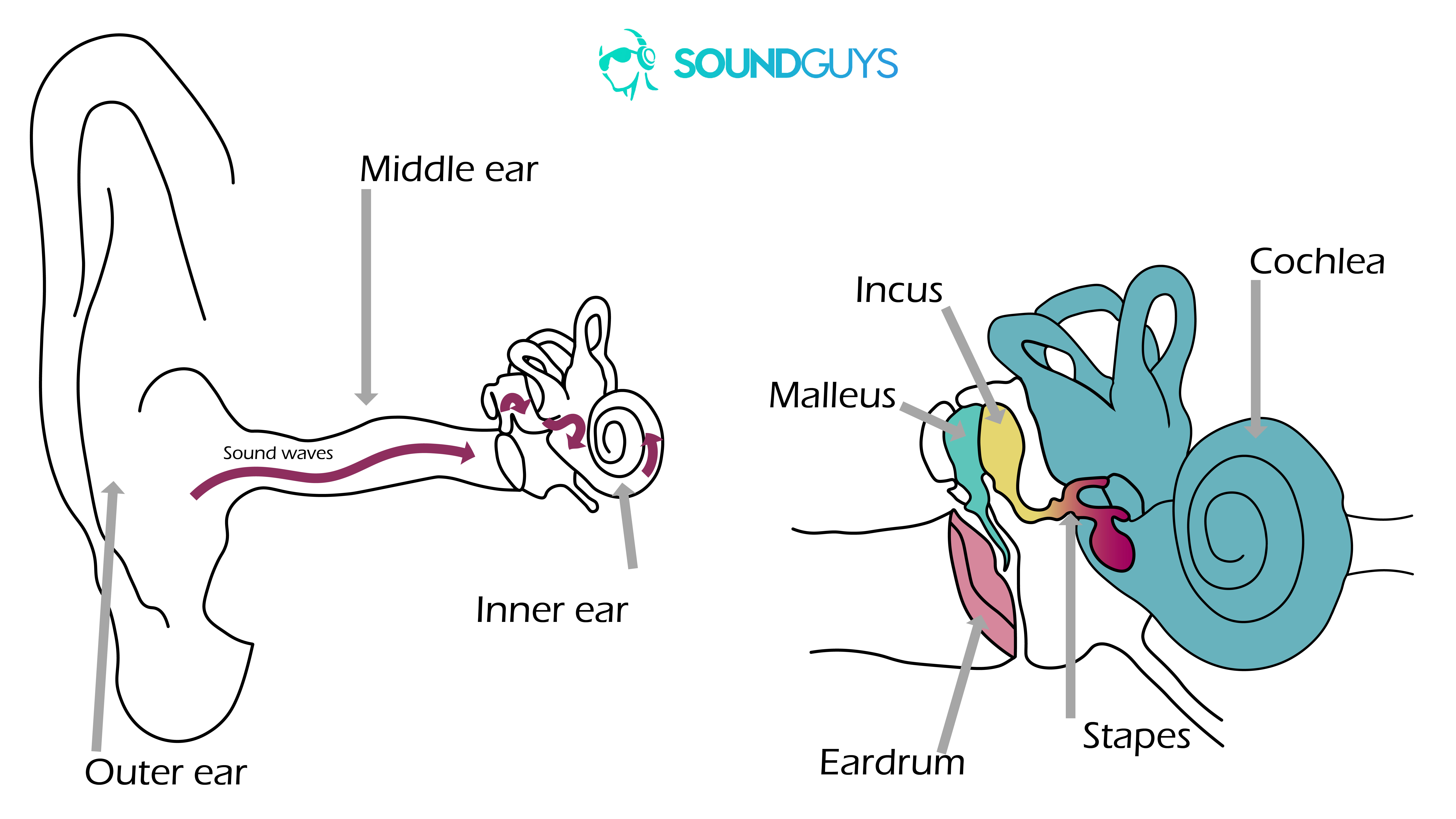 A digital drawing of how noise-induced hearing loss impacts the ears. The one on the left shows how sound travels into the ear and the right is a close-up fo the middle and inner ears.