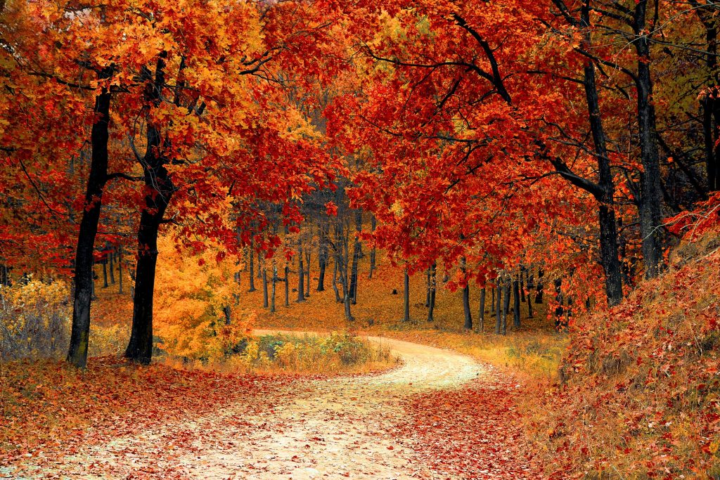 A photo of autumn on a winding road.