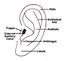 A diagram of the outer ear anatomy.