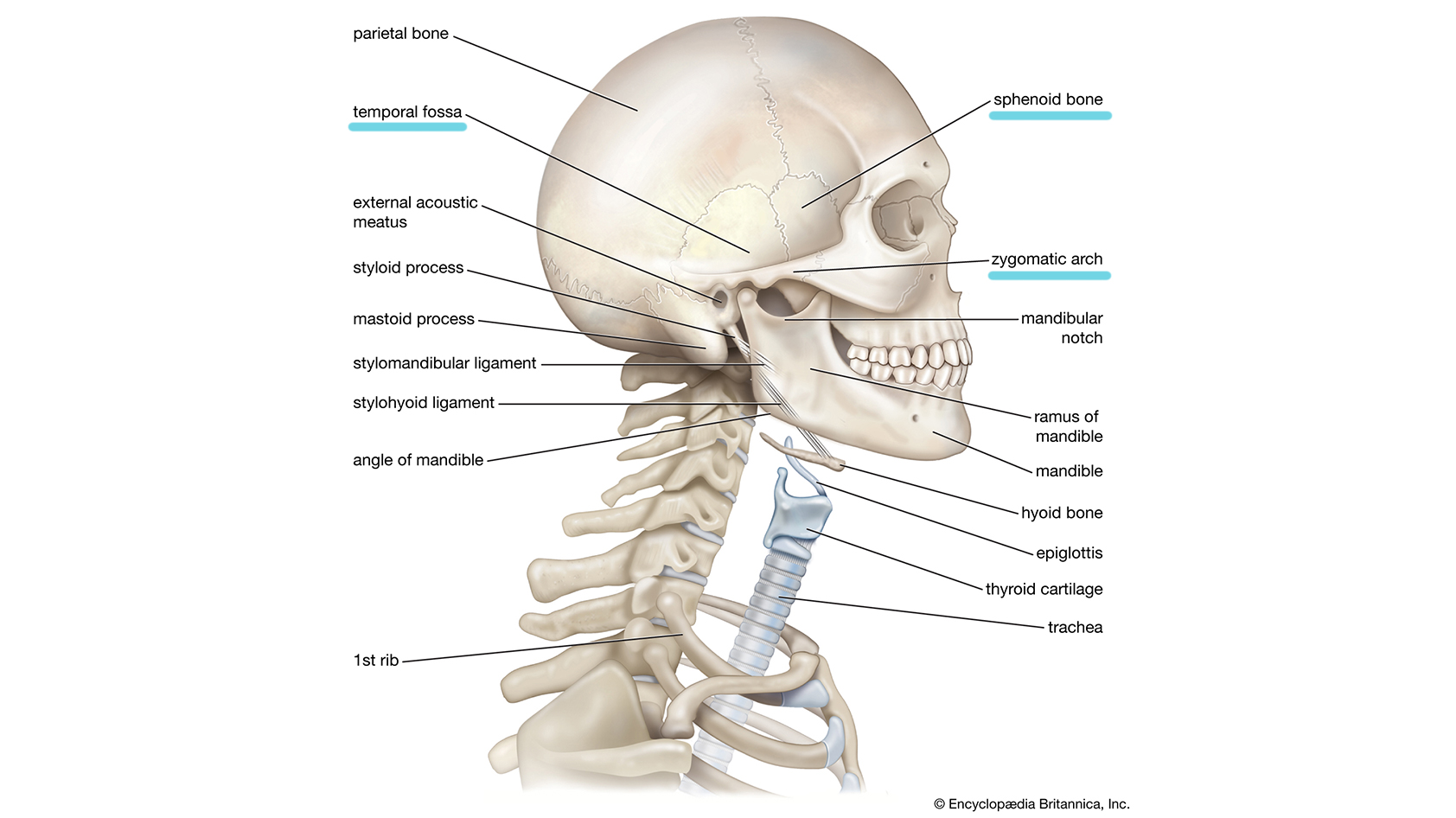 An anatomical image of the human head and neck bone structure, anatomically labeled.