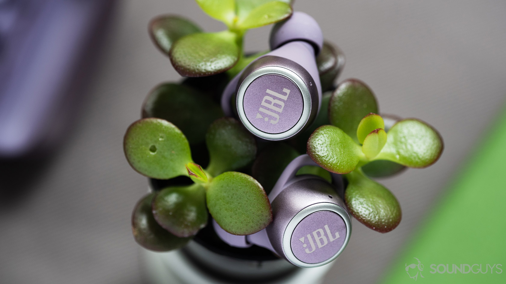 The JBL LIVE 300 TWS true wireless earbuds on top of a succulent.