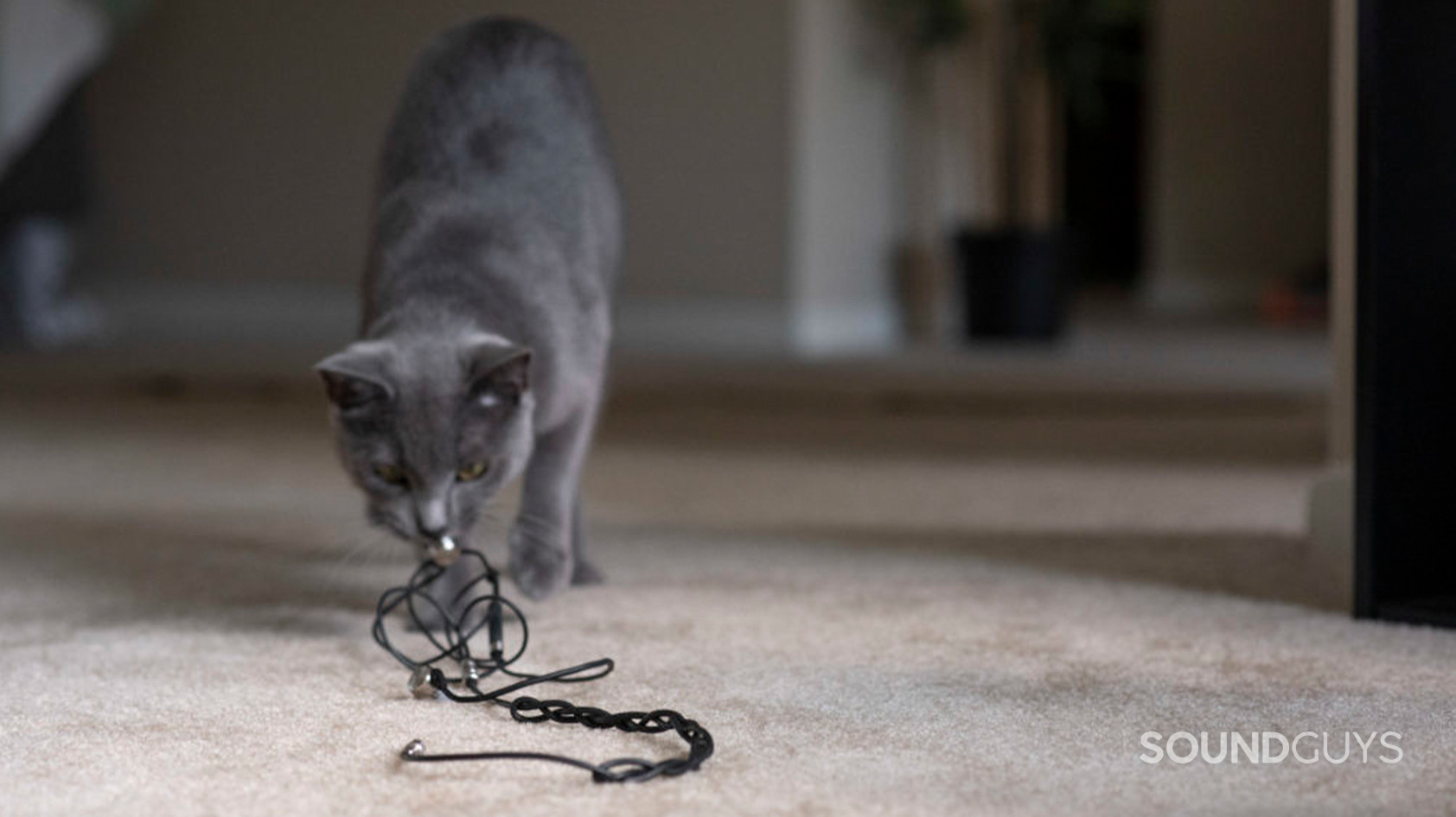 Cable-repair-cat-earbuds1 A cat drags wired earbuds across the floor of an apartment.