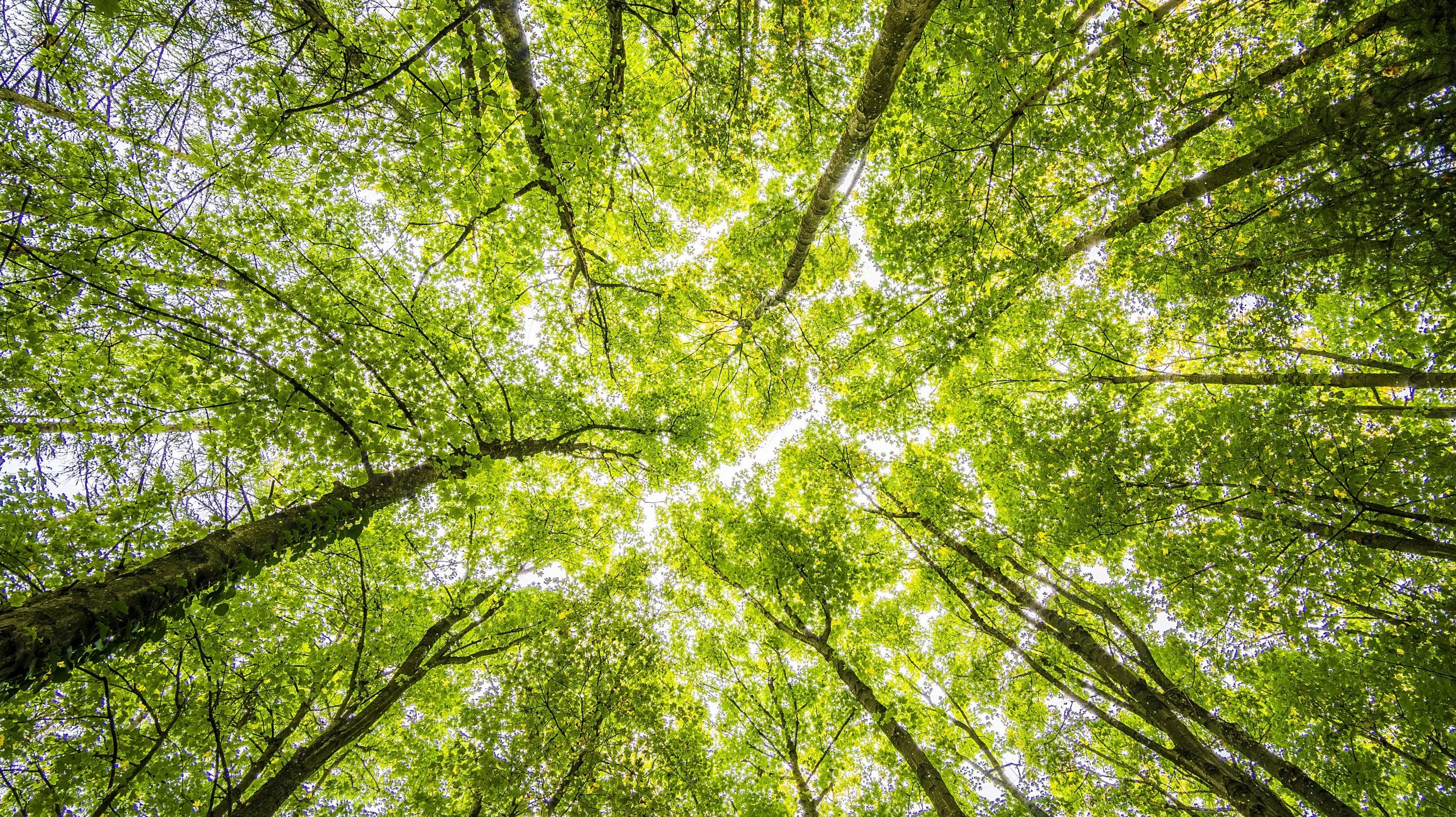 An upward view of a canopy of trees.