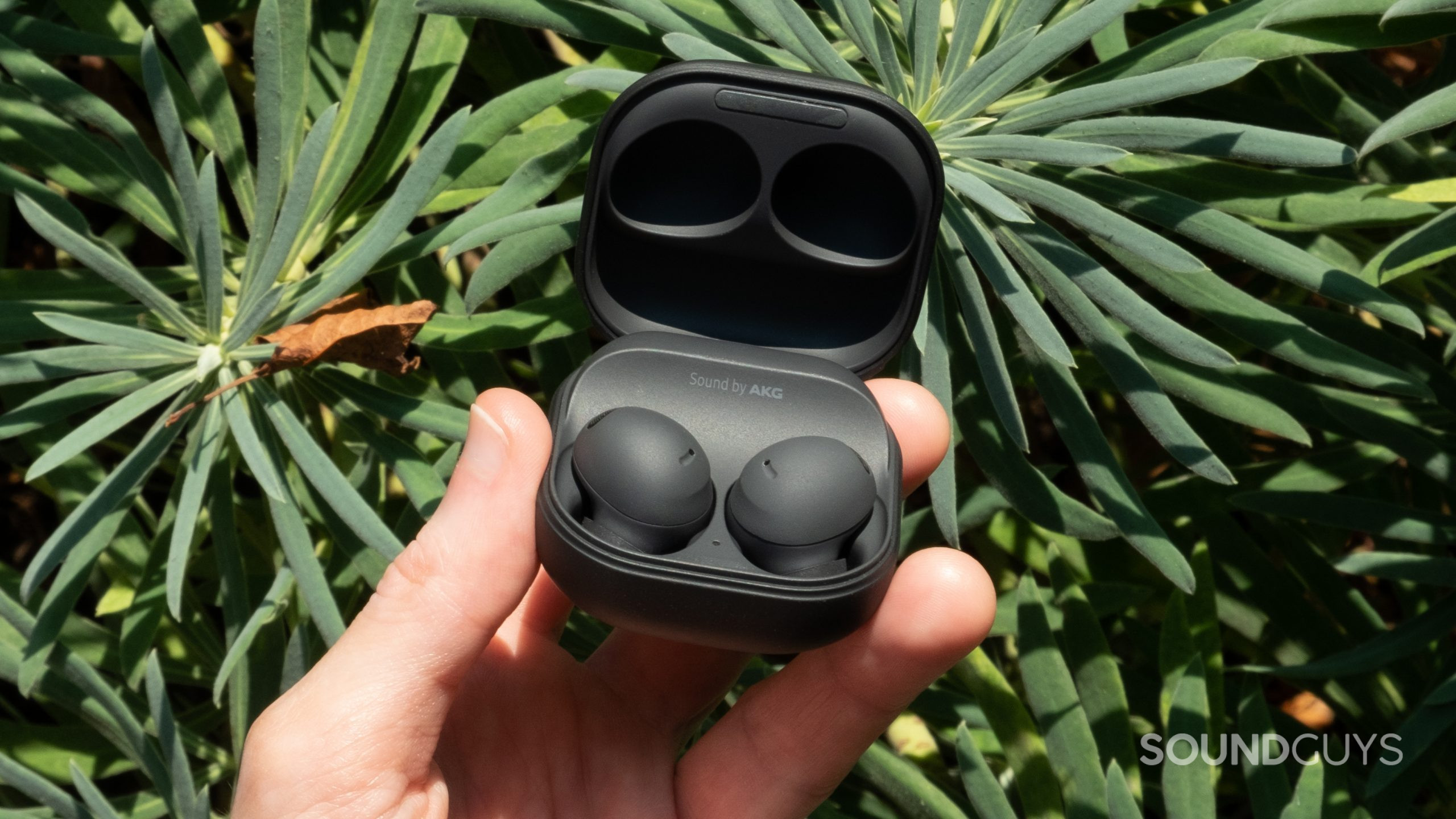 A hand holds the open case with the buds showing of the Samsung Galaxy Buds 2 Pro in front of green succulents.