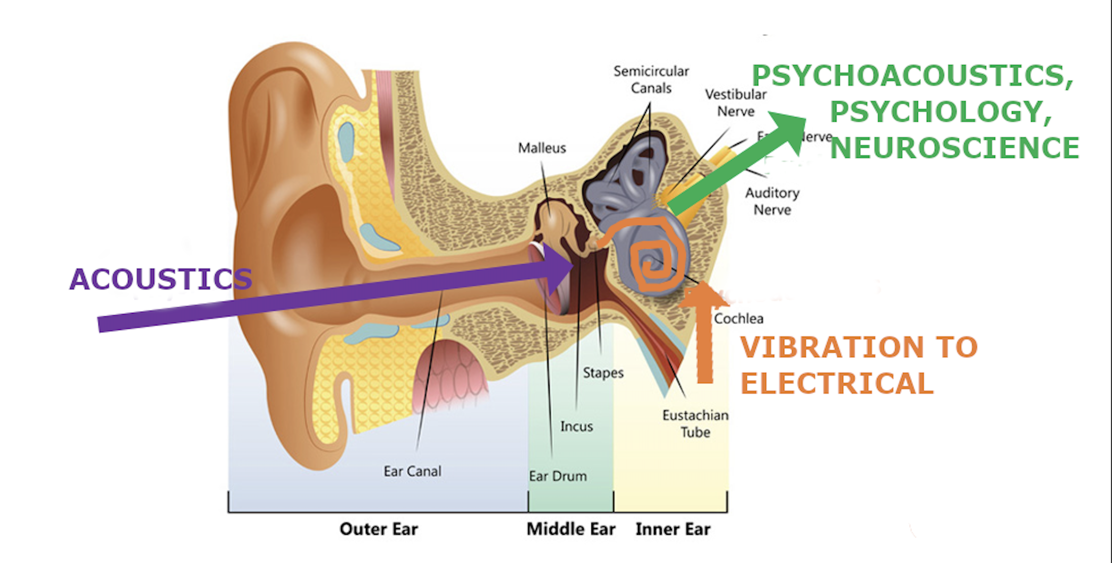 Diagram showing the human hearing system divided into three functions.